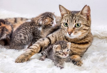 Mother Cat With Kittens