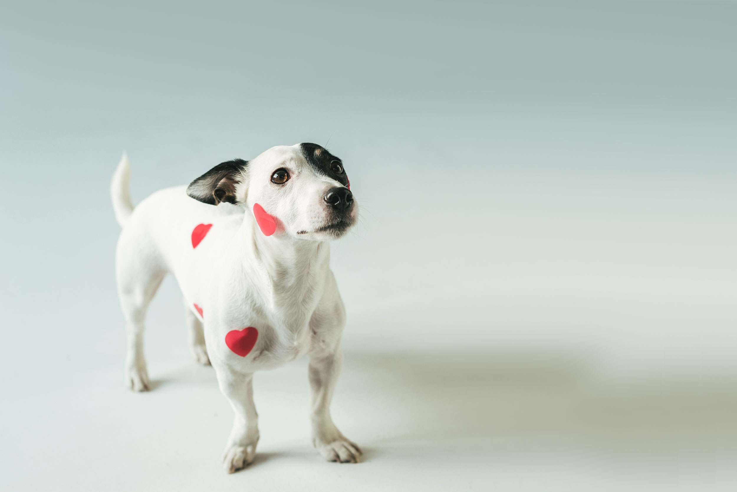 White Dog with Hearts