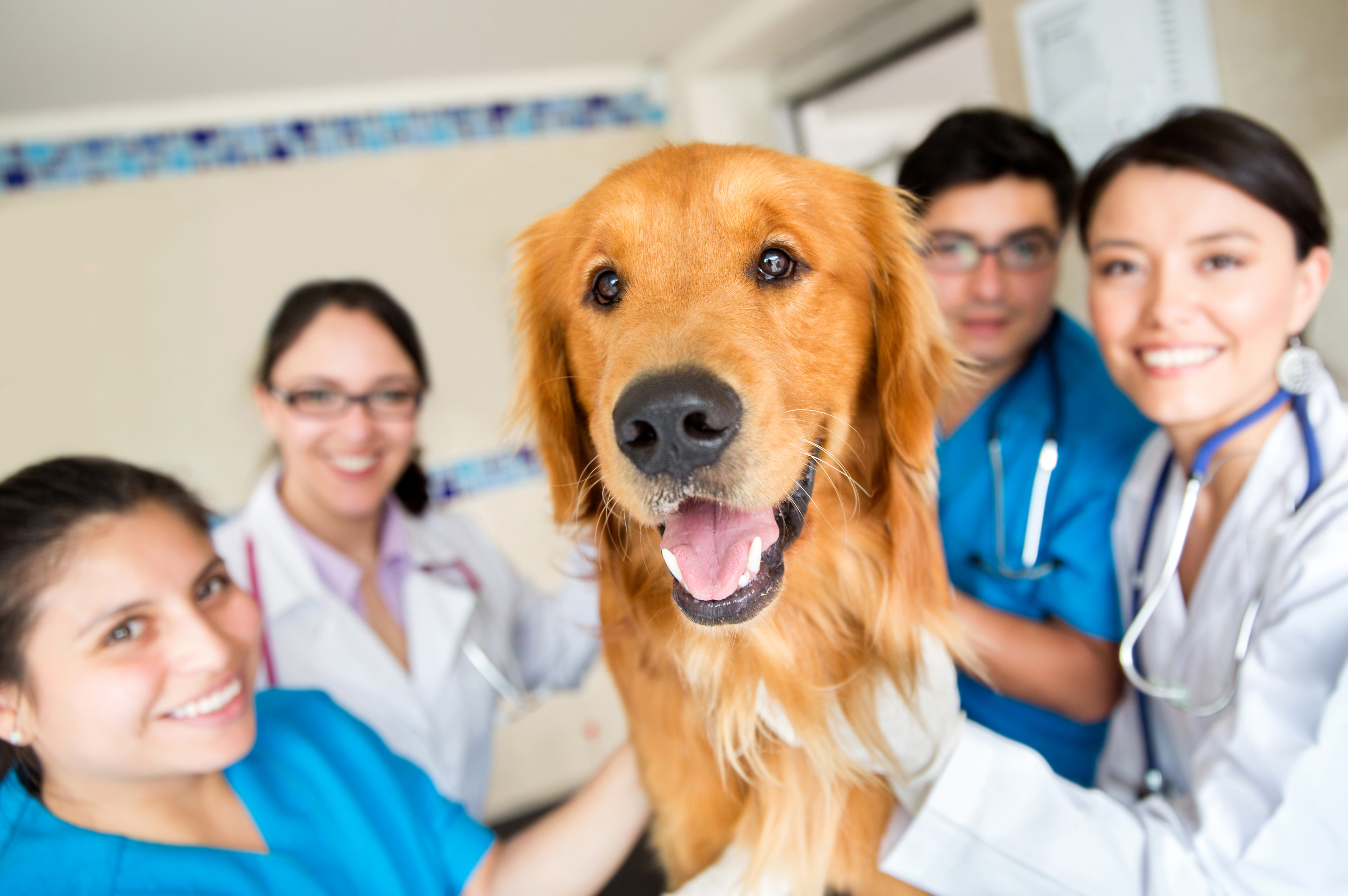 Staff Standing Around Golden Retriever