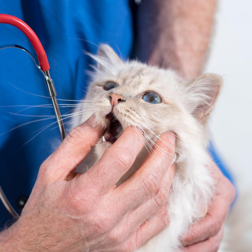 Cat Dental Exam