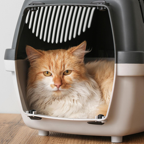 Cat in Open Carrier